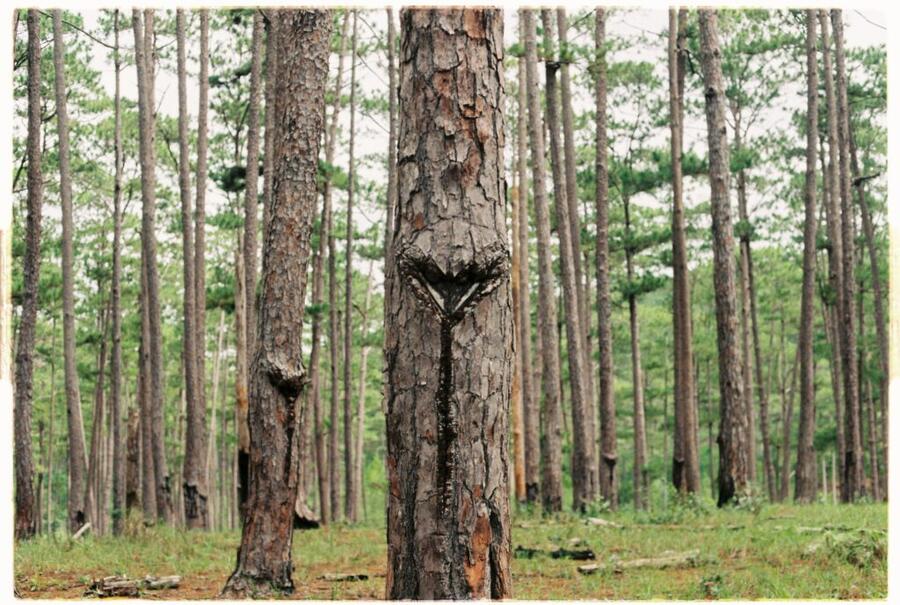 Data Dwell joins Kolviður on the Road to Carbon Neutrality